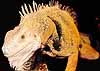 Where is that handsome male iguana that lives in the mirror? I'm going to get him!